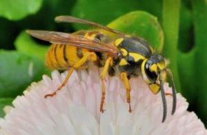 Deutsche Wespe – vespula germanica