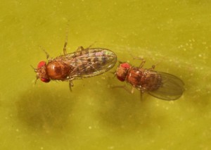 Fruchtfliege/Essigfliege – drosophila melanogaster