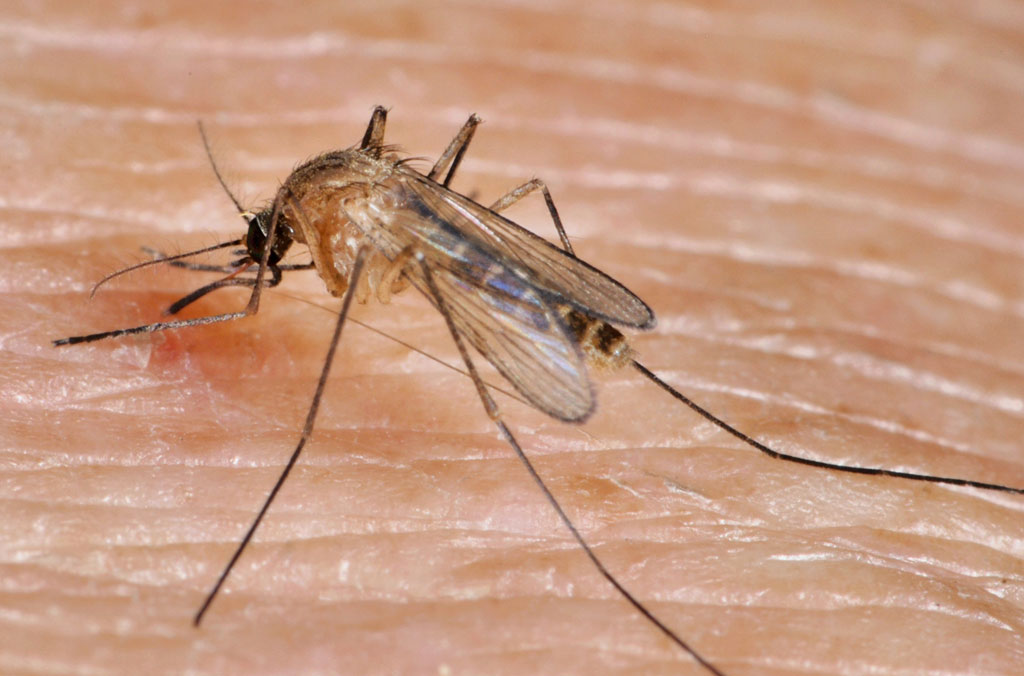 Den Parasiten die Diät zu entgehen