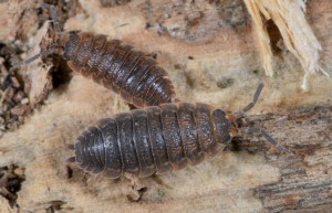 Kellerassel – porcellio scaber