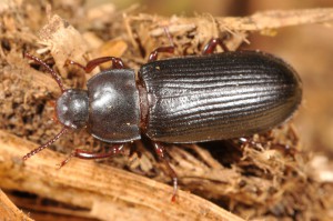 Mehlkäfer – tenebrio molitor