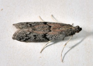 Mehlmotte – ephestia kuehniella