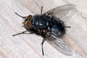 Schmeissfliege/Blaue Fleischfliege – calliphora vicina