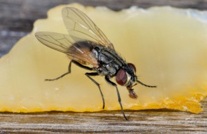 Stubenfliege – musca domestica