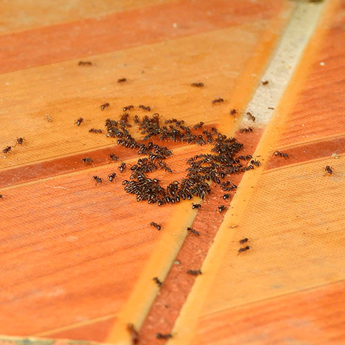 Leeser & Will - Ameisenbekämpfung - Bitte keine DIY-Experimente - betreut durch ready4marketing.de