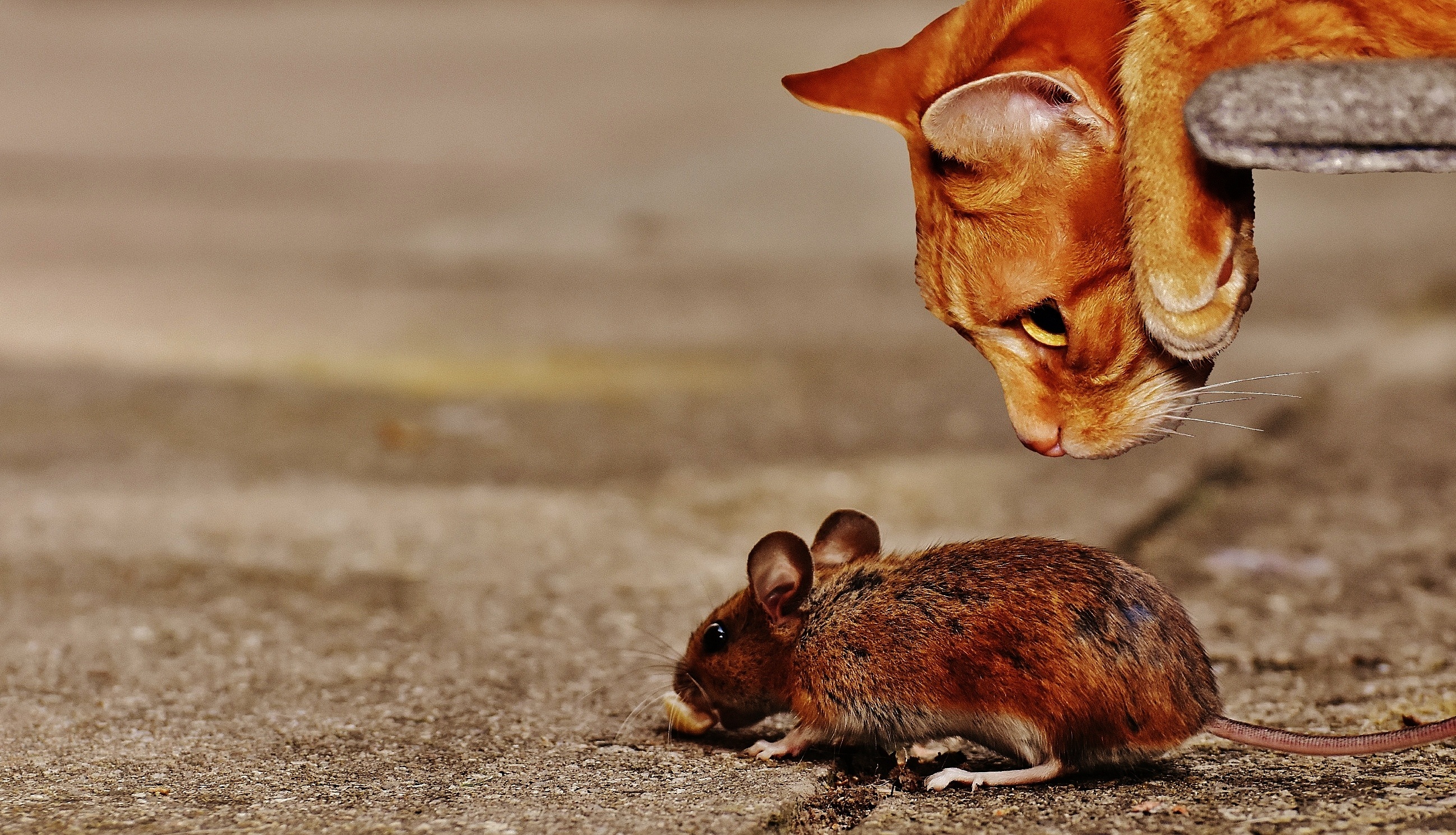 Eine Ratte kann schnell zu einem großen Problem werden. - Leeser & Will Schädlingsbekämpfung Mönchengladbach betreut durch ready4marketing.de